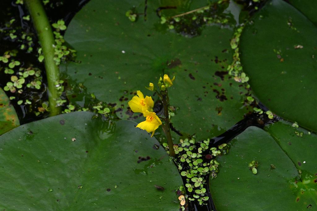2025-07029315 Broadmoor Wildlife Sanctuary, MA.JPG - Bladderwort (Utricularia vulgaris). Broadmoor Wildlife Sanctuary, MA, 7-2-2025